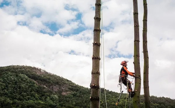 Tree Pruning