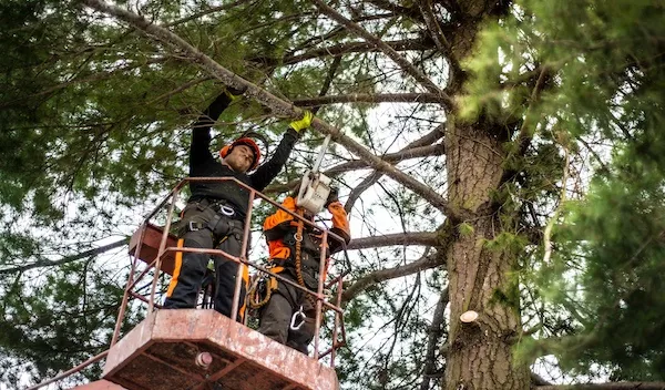 Tree Removal
